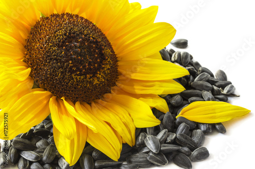 large yellow blossoming sunflower with seeds close