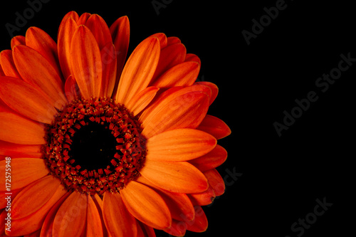 Gerbera 1