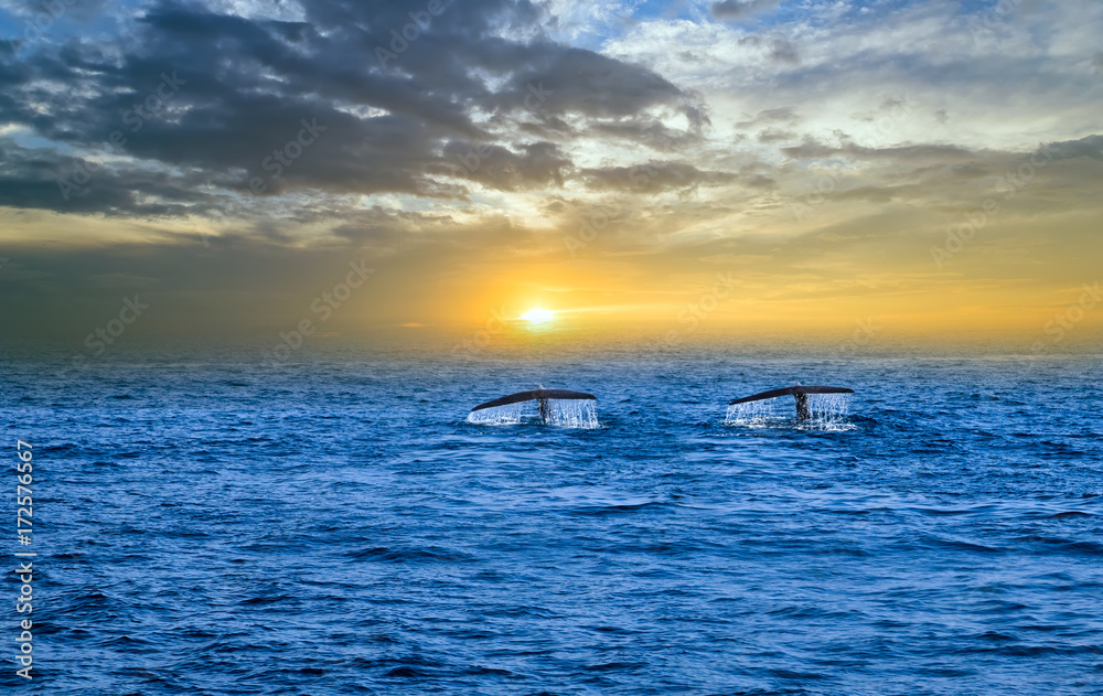 Obraz premium Tail humpback whale