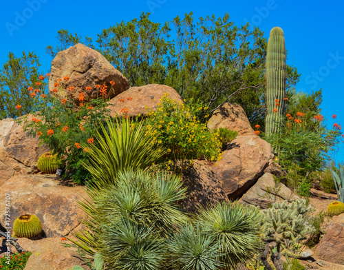 Desert cactus landscape in Arizona photo