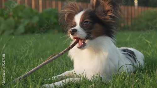 Papillon Continental Toy Spaniel puppy gnawing stick on green lawn stock footage video photo