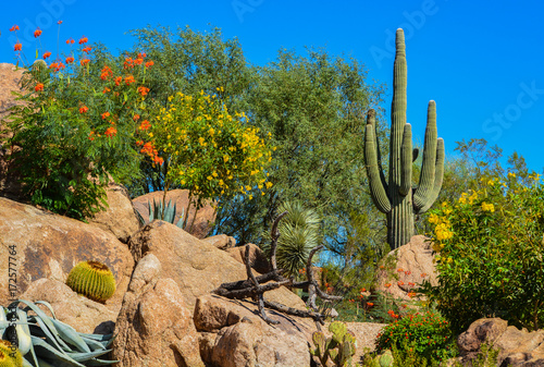 Desert cactus landscape in Arizona