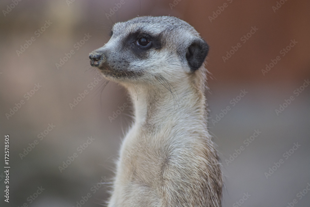 Suricate Suricate