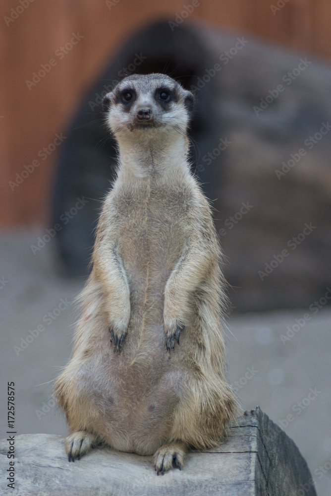 Fototapeta premium Standing suricate