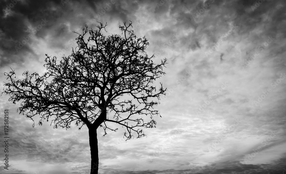 Silhouette dead tree on dark sky background for scary or death Silhouette dead tree on dark sky background for scary or death