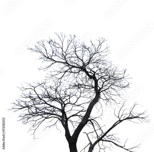 Silhouette dead tree isolated on white background for scary or death with clipping path. © Artinun
