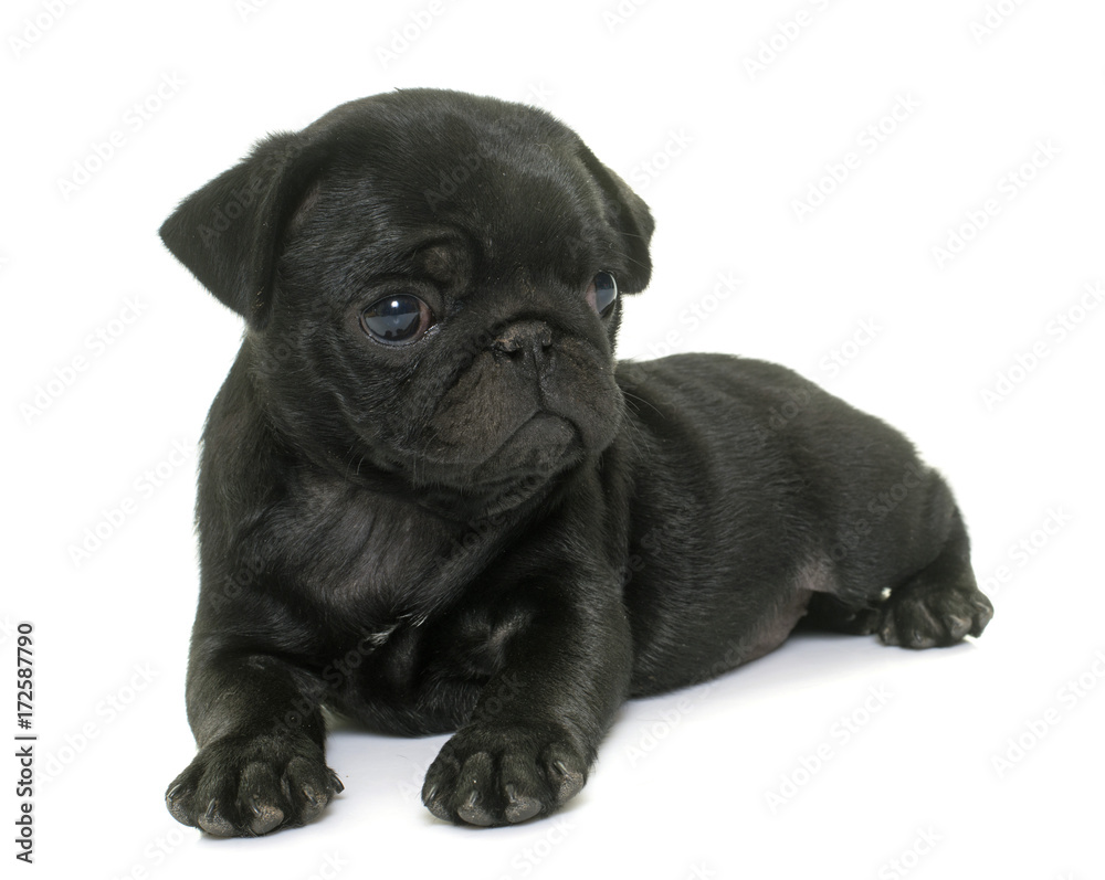 puppy black pug