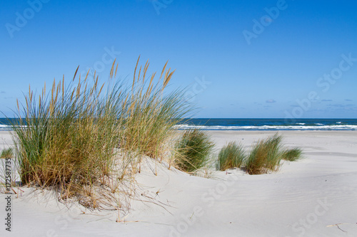 Marram grass and Sand Couch, forming an embryonic dune, the first stage of dune development