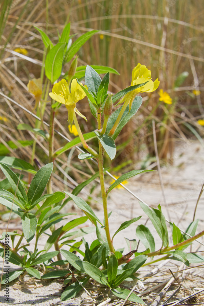 Obraz premium Common evening-primrose in the dunes