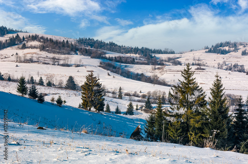 spruce trees on rural hillside in winter. beautiful scenery in mountainous countryside