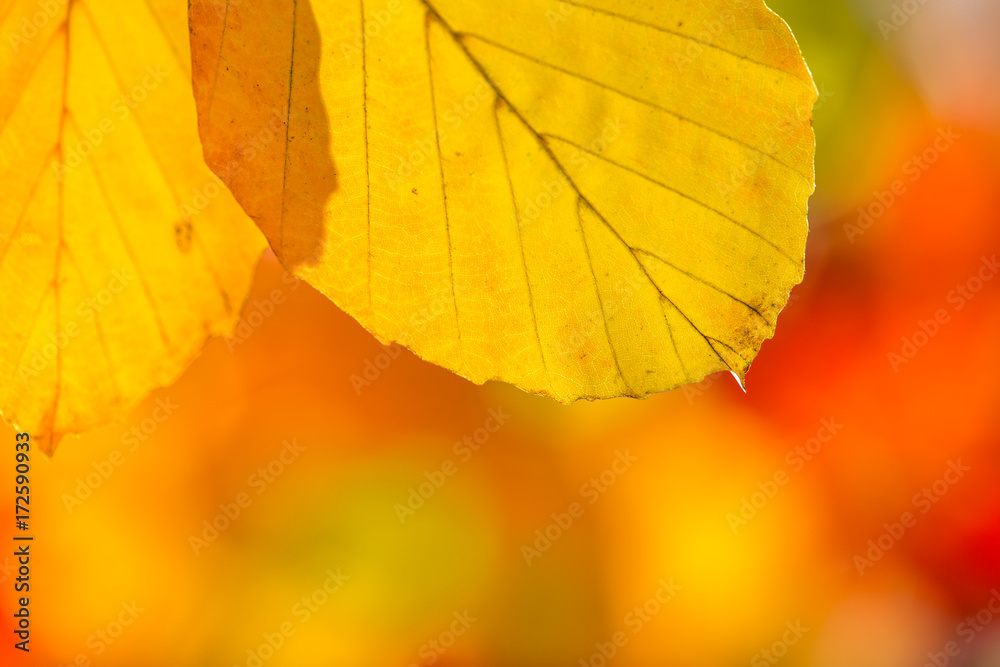 Obraz premium Autumn leaves background