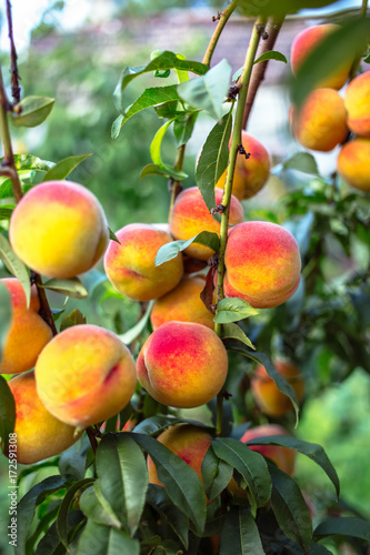 Beautiful ripe peaches on a tree