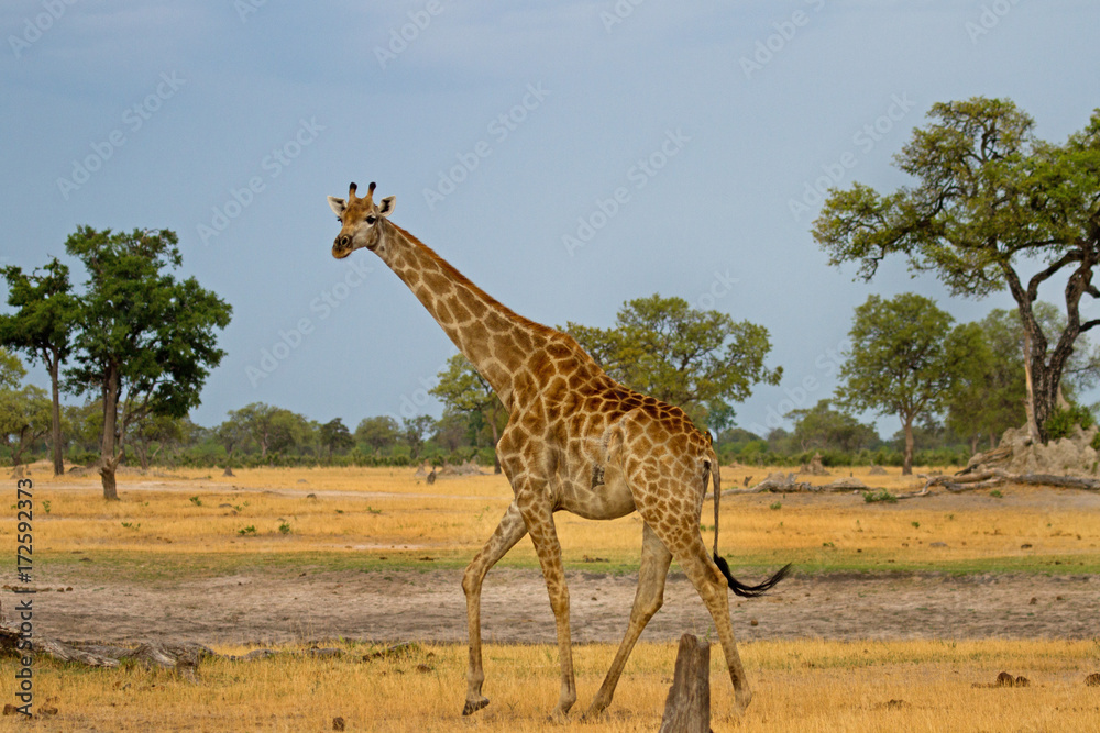 Afican giraffe walking across the plains in south luangwa, zambia Afican giraffe walking across the plains in south luangwa, zambia