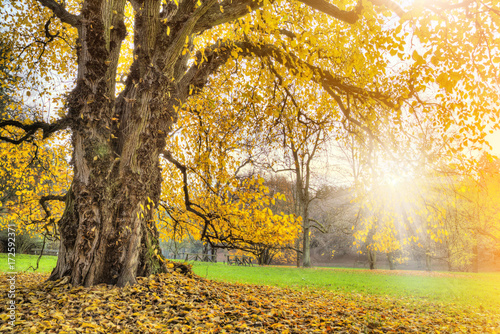 Autumn forest. Beautiful ru...