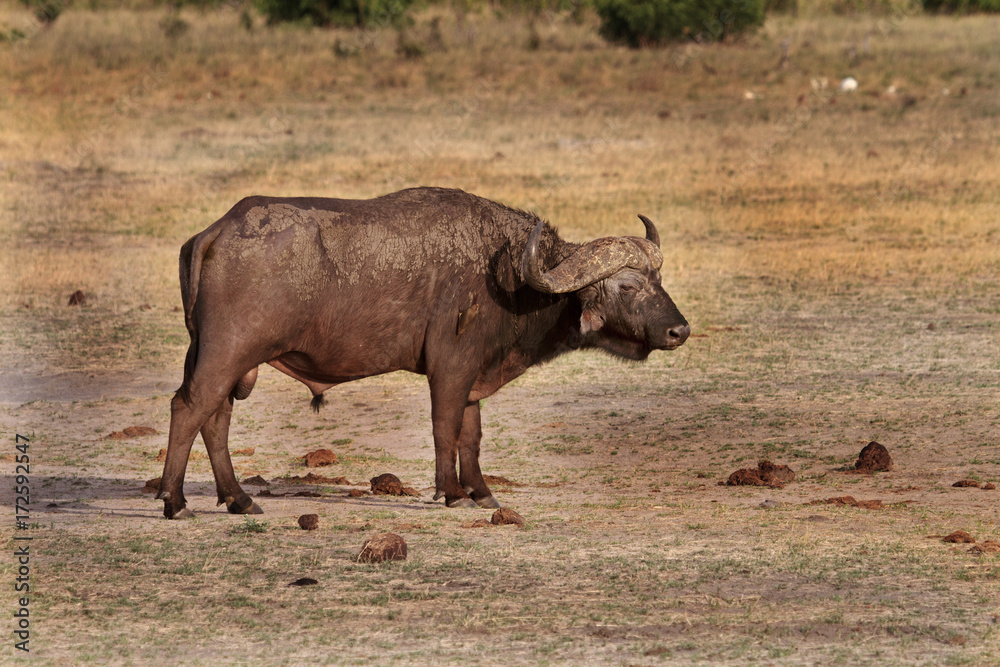 A Solitary Dager Boy Buffalo standing on the african plains