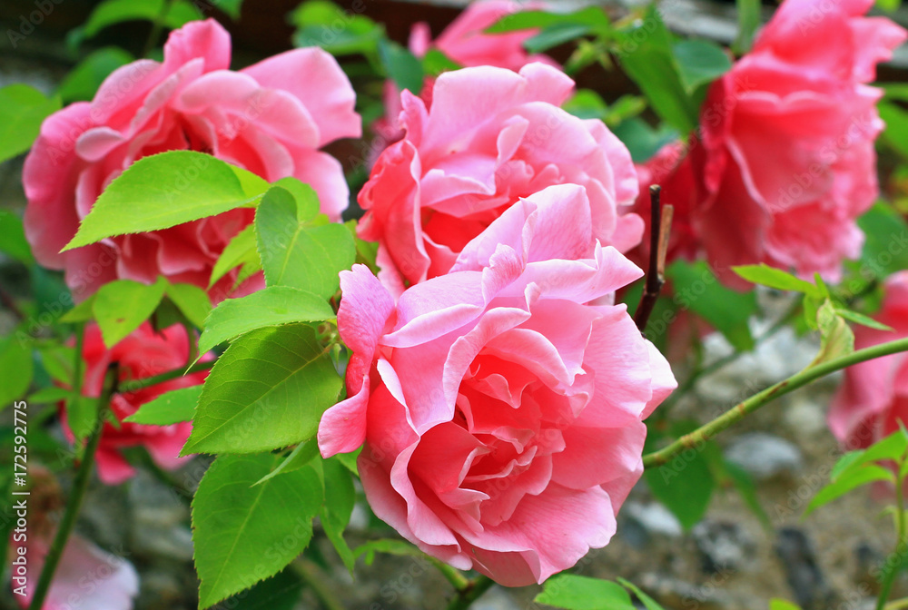 vibrant pink roses in an english country garden vibrant pink roses in an english country garden