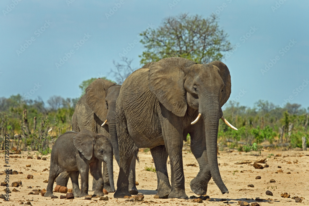Obraz premium Mother and calf elephant standing on the African savannah with a bright blue cloudless sky and the bush in the background, 