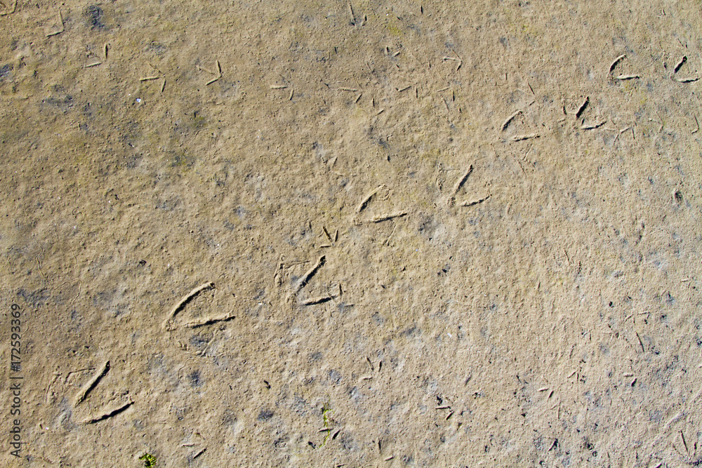 Fototapeta premium Footprints of a bird in the mud of a mudflat