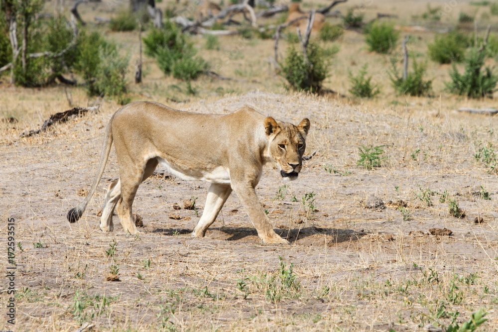 Fototapeta premium Lioness walking on the dry plains in Hwange, Zimbabwe