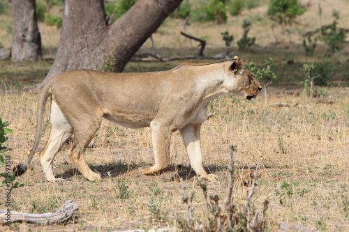 Lioness on the prowl in Hwange, Zimbabwe © paula