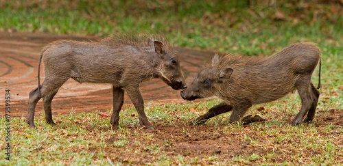 Two baby warthogs (hoglets) playing - Victoria Falls, Zimbabwe photo