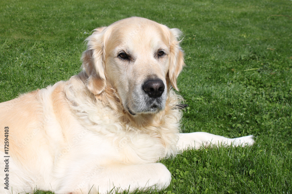 Golden Retriever Portrait