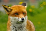 close up of a British Red Fox with a natural green grass background
