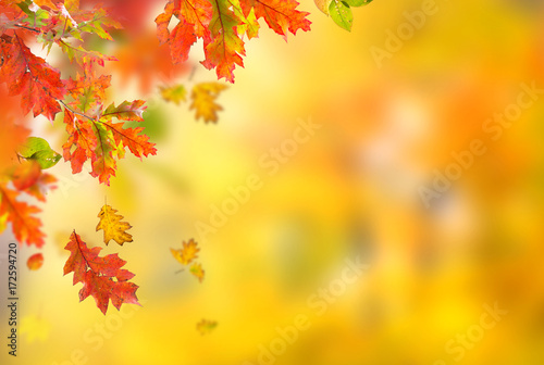 Falling autumn leaves background. Lots of copy space.