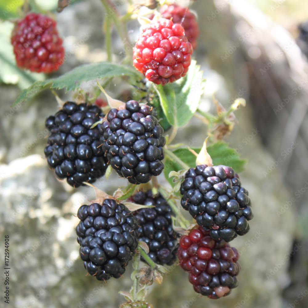 Brombeeren beim Reifen Brombeeren beim Reifen