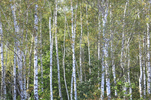Fototapeta Naklejka Na Ścianę i Meble -  Beautiful birches in forest in early autumn