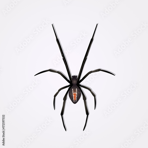 illustration of spider
