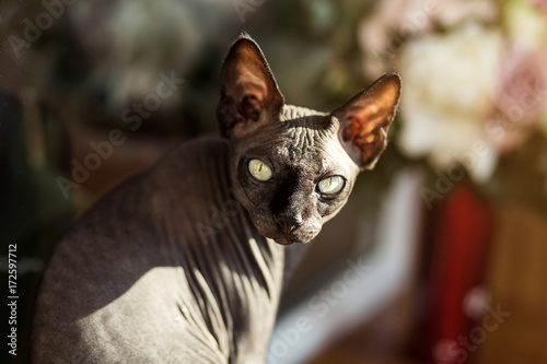 Canadian sphynx Cat sitting.Sphynx cat is in interesting position in his house.Portrait of Gazing Sphynx Cat on a flowers background