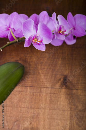 Orchid (Phalaenopsis) on a  wooden table