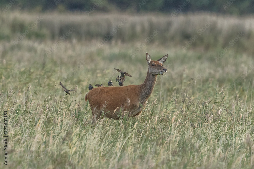Rotwild mit staren
