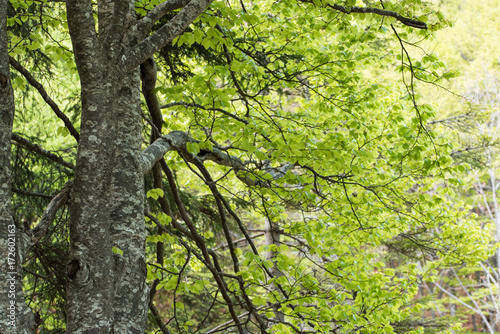 Leaves  roots and trunks of the enchanted forest