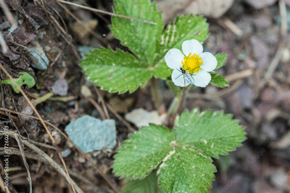 Small undergrowth flowers Small undergrowth flowers