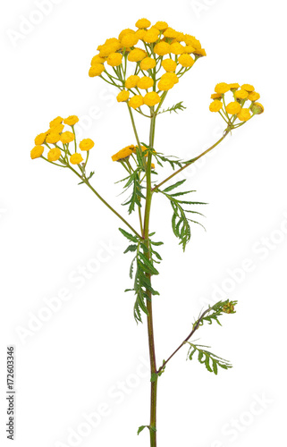 Tansy (Tanacetum Vulgare) flowers isolated on white background photo