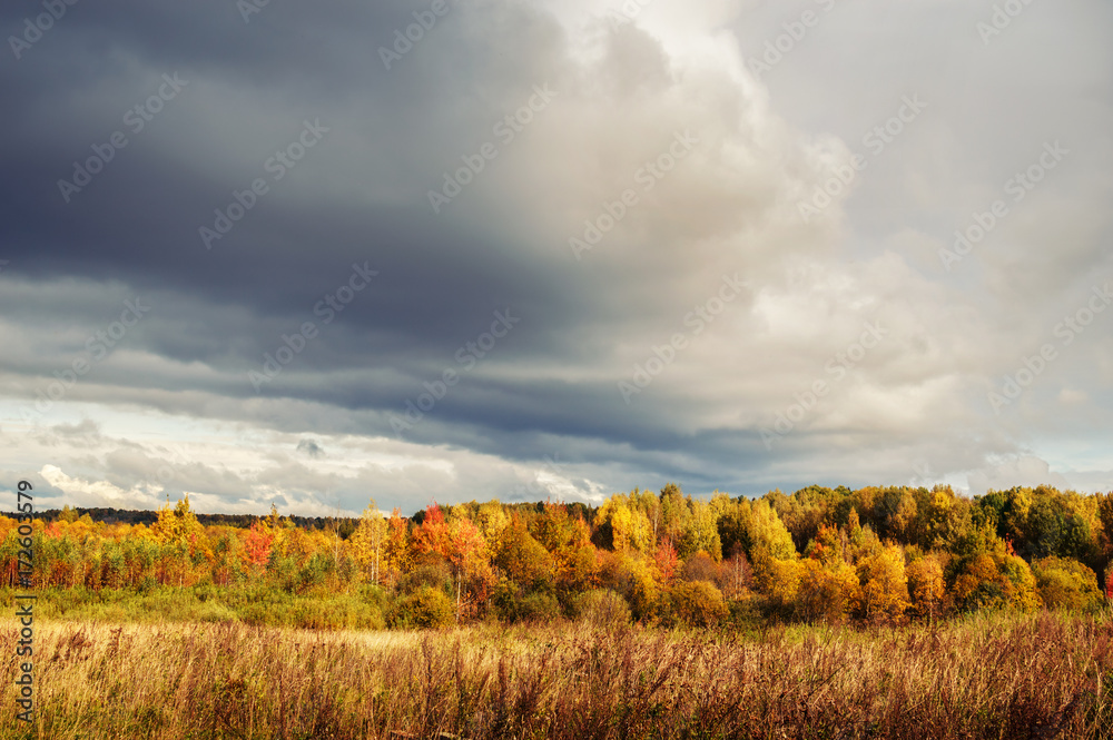 Autumn landscape. Field and forest are yellow and gray, low clouds Autumn landscape. Field and forest are yellow and gray, low clouds