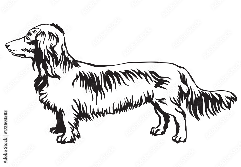 Decorative standing portrait of dog Long-haired Dachshund vector illustration Decorative standing portrait of dog Long-haired Dachshund vector illustration