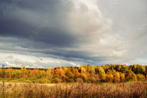 Autumn landscape. Field and forest are yellow and gray, low clouds