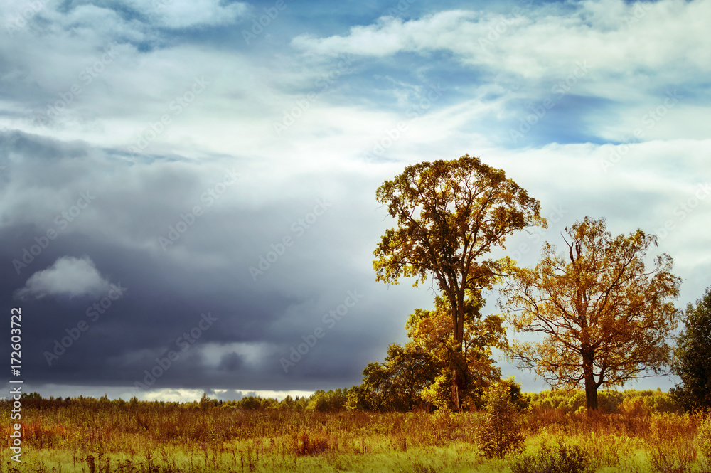 Autumn landscape. Field and forest are yellow and gray, low clouds Autumn landscape. Field and forest are yellow and gray, low clouds