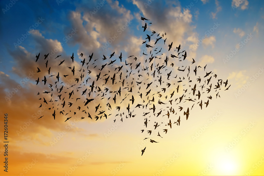 Fototapeta premium Sylwetka ptaków latających w formacji strzałka na zachód słońca niebo.