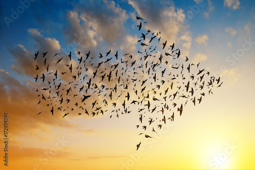 Silhouette of birds flying in arrow formation at sunset sky.