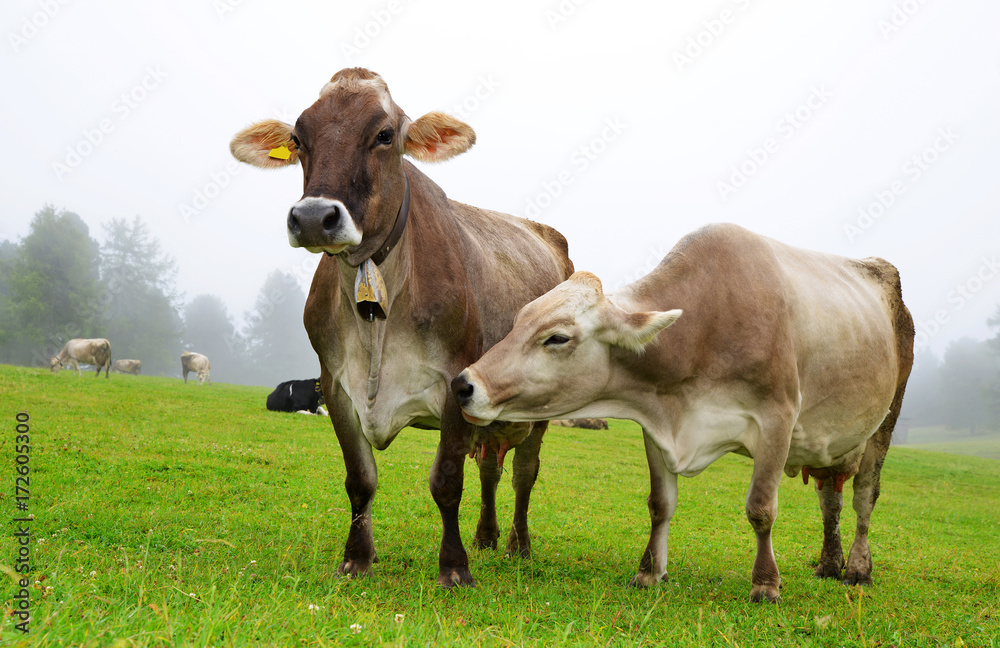 Herd of cows in the mountain meadow in a valley Val di Fiemme,Italy. Herd of cows in the mountain meadow in a valley Val di Fiemme,Italy.