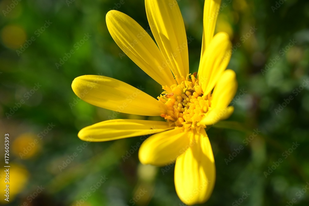 Flor Amarilla e Insecto