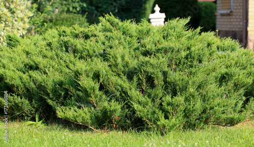 Cossack juniper in the garden. Russia, Moscow region.