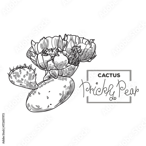 Prickly pear cactus
