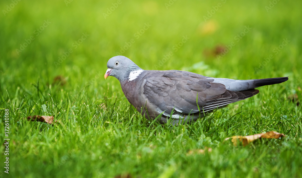 Common Wood Pigeon, Wood Pigeon, Columba palumbus Common Wood Pigeon, Wood Pigeon, Columba palumbus