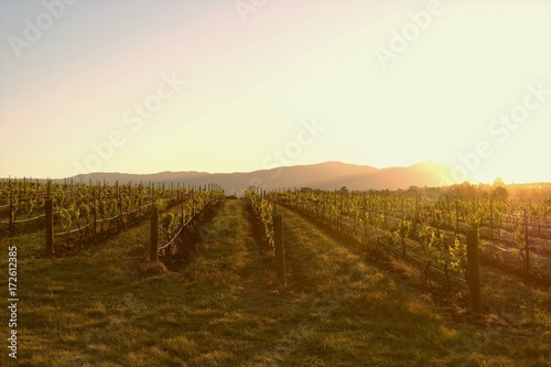 Wine Country Sunset