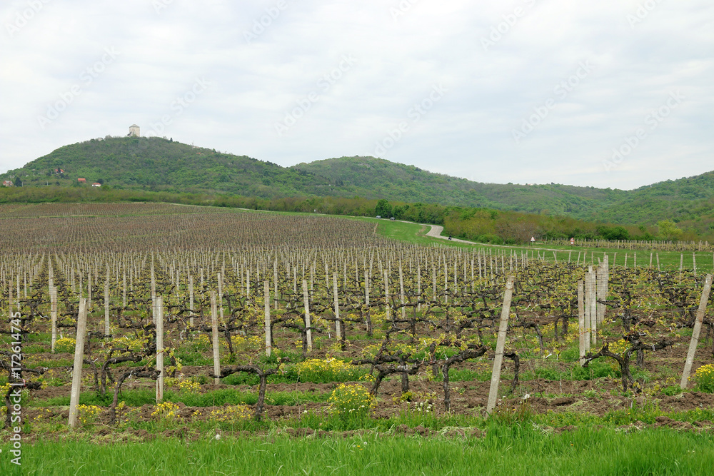 Vineyard and green hills landscape